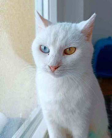 HÉRA - spayed cat, approx. 4 years old Jeseník - photo 1