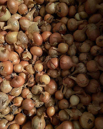 Onion Shallot breeder Žďár nad Sázavou - photo 1