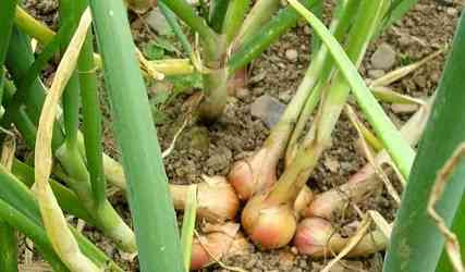 Onion Shallot breeder Žďár nad Sázavou - photo 2