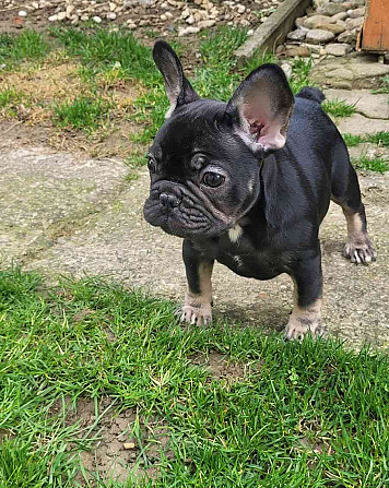 Ich biete eine französische Bulldogge zum Verkauf an Slowakei - Foto 2