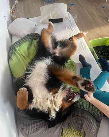 Krytí - Bernský Salašnický pes s průkazem FCI Zlin