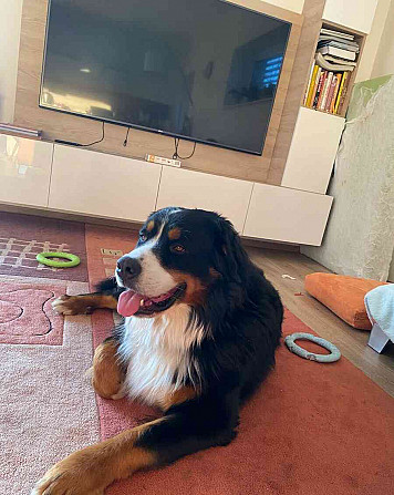 Krytí - Bernský Salašnický pes s průkazem FCI Zlín - foto 9