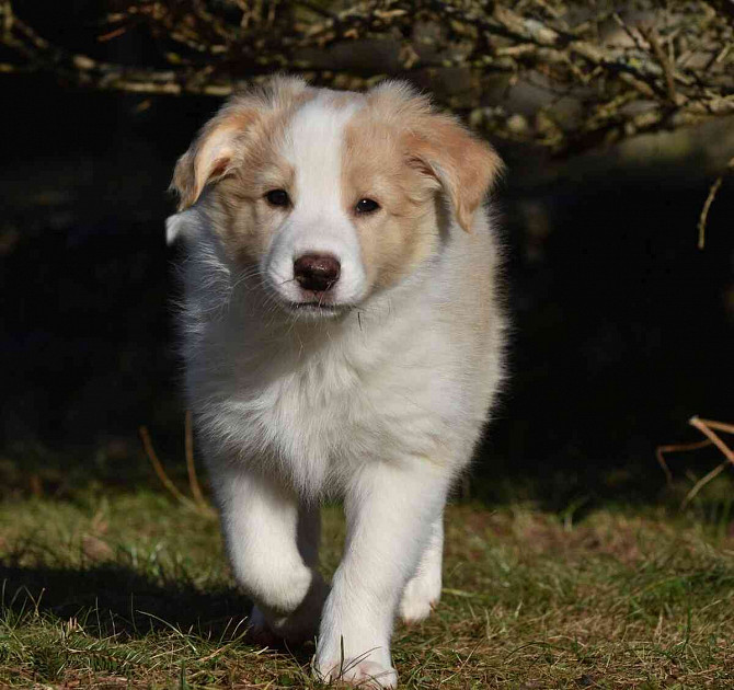Border collie puppy with PP ee-red dog Jicin - photo 1