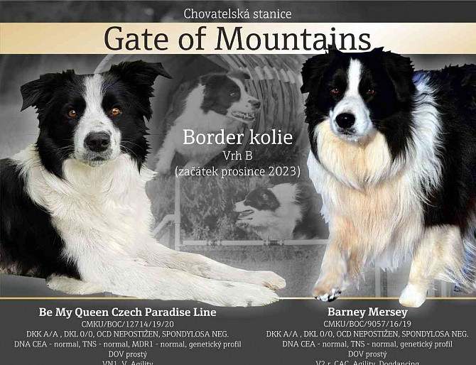 Border-Collie-Welpe mit PP-ee-rotem Hund Jitschin - Foto 4