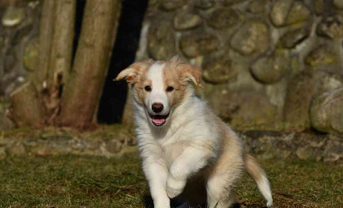 Border collie puppy with PP ee-red dog Jicin - photo 3