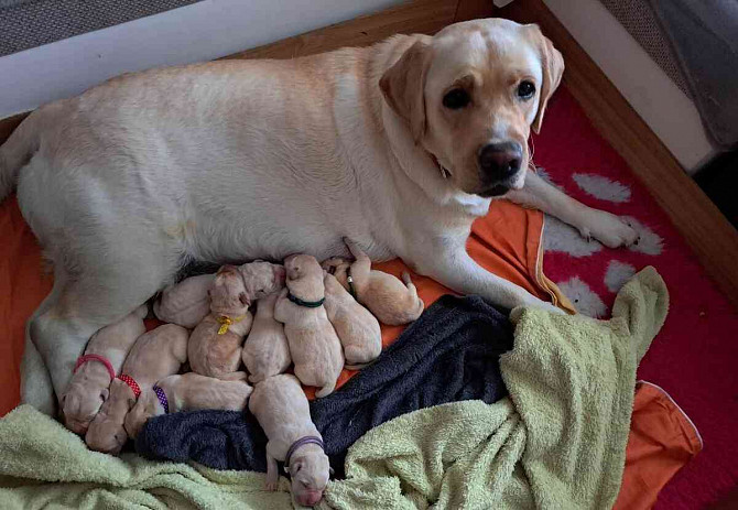 Labrador Retriever mit PP Prachatitz - Foto 1