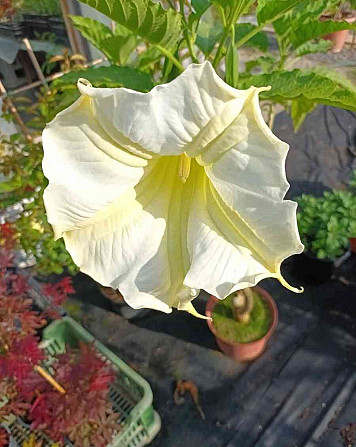 Angel trumpets - Brugmansia Michalovce - photo 1