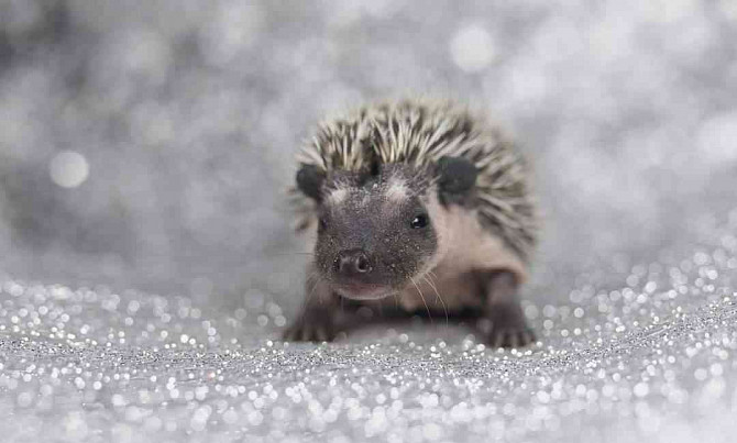 African pygmy hedgehog with PP Melnik - photo 10
