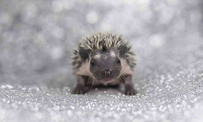 African pygmy hedgehog with PP Melnik - photo 9