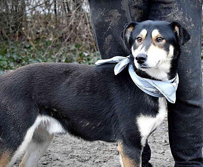 CAMELOT FOR ADOPTION - 2 YEARS OLD, CALM, COMFORTABLE, FRIENDLY Brno - photo 7