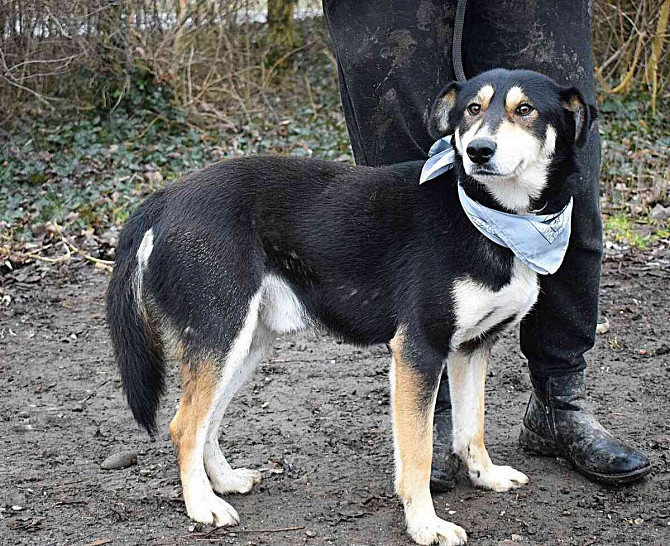 CAMELOT FOR ADOPTION - 2 YEARS OLD, CALM, COMFORTABLE, FRIENDLY Brno - photo 10