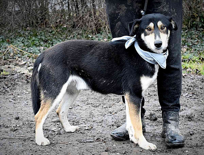 CAMELOT FOR ADOPTION - 2 YEARS OLD, CALM, COMFORTABLE, FRIENDLY Brno - photo 12