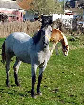 Jazdecke sportovy kobylu pony deres Szlovákia