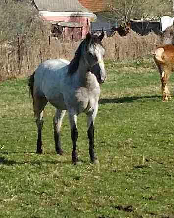 Jazdecke sportovy kobylu pony deres Slowakei