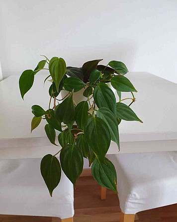 Продам комнатные растения Братислава - изображение 1