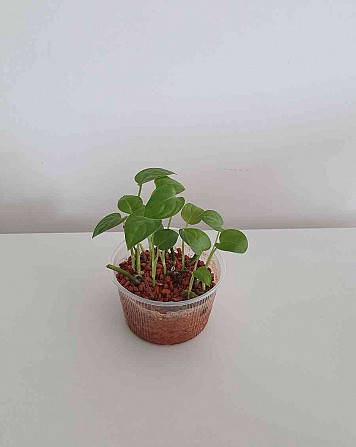 I am giving indoor plants Bratislava - photo 3