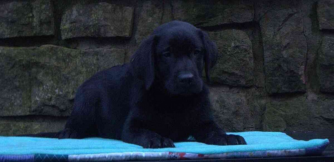 Labrador retriever - black puppies with PP Vsetin - photo 1