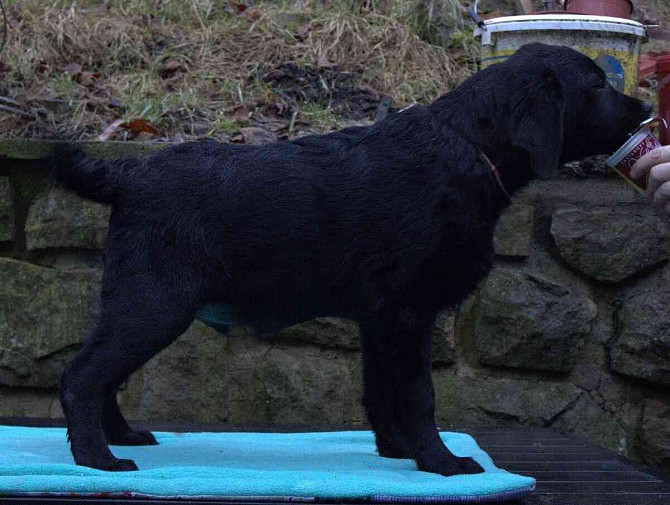 Labrador Retriever - schwarze Welpen mit PP Wsetin - Foto 3