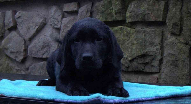 Labrador retriever - black puppies with PP Vsetin - photo 4