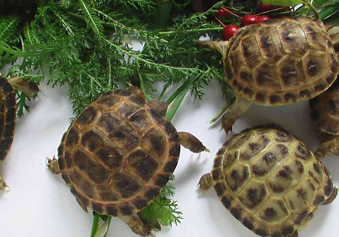 Steppe tortoise (Agrionemys horsfieldi) Hodonin - photo 4