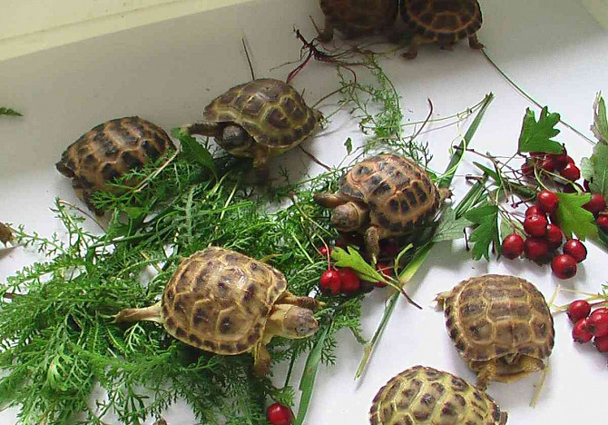 Steppe tortoise (Agrionemys horsfieldi) Hodonin - photo 3