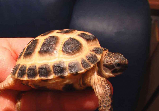 Steppe tortoise (Agrionemys horsfieldi) Hodonin - photo 2