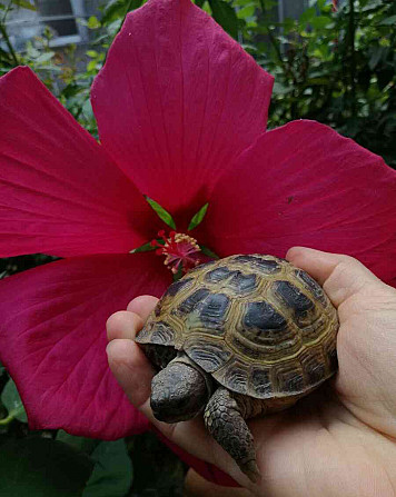 Steppe tortoise (Agrionemys horsfieldi) Hodonin - photo 1