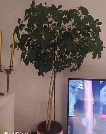 Šaflera 150cm exotická rastlina Нитра