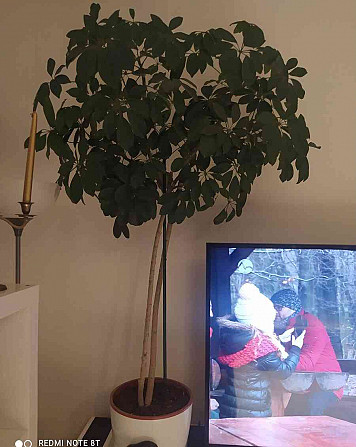 Шафлера 150 см экзотическое растение Нитра - изображение 2