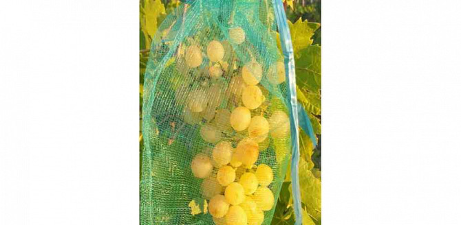 Виноградная лоза Грюнер Вельтлинер, черенки Нитра - изображение 5