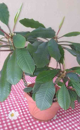 Aloe Vera und andere Pflanzen zu verkaufen Pistyan - Foto 3