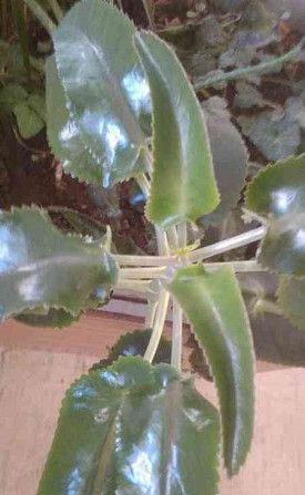 Aloe Vera und andere Pflanzen zu verkaufen Pistyan - Foto 1
