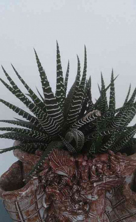 Aloe Vera und andere Pflanzen zu verkaufen Pistyan - Foto 2