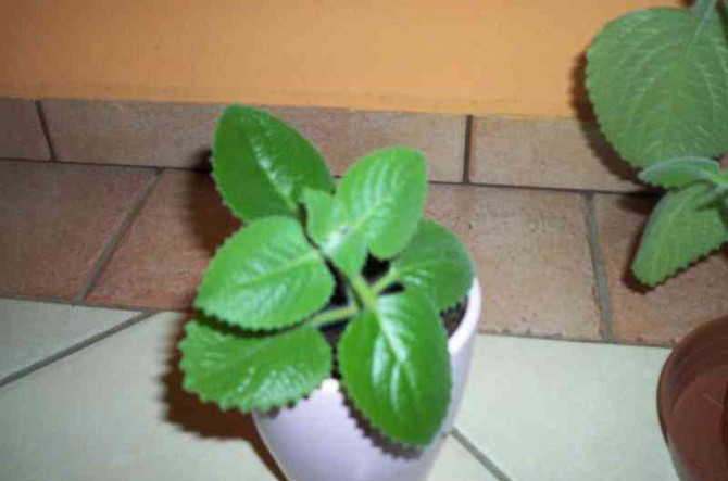 Aloe Vera und andere Pflanzen zu verkaufen Pistyan - Foto 5