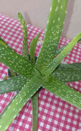 Aloe Vera und andere Pflanzen zu verkaufen Pistyan - Foto 4