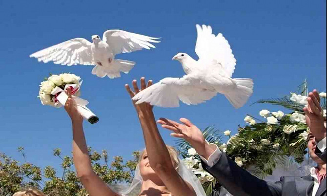 Выпуск свадебных голубей Банска-Бистрица - изображение 1