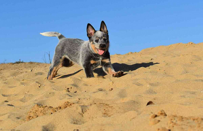 Australský honácký pes s PP Slovensko - foto 3