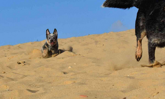 Australský honácký pes s PP Slovensko - foto 6