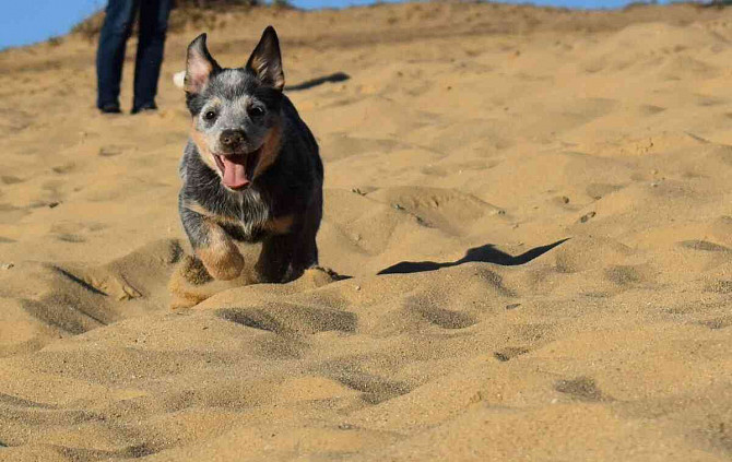 Australský honácký pes s PP Slovensko - foto 4