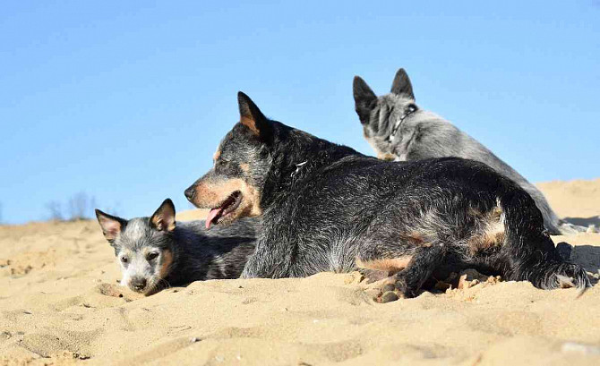 Ausztrál szarvasmarha kutya PP-vel Szlovákia - fotó 9