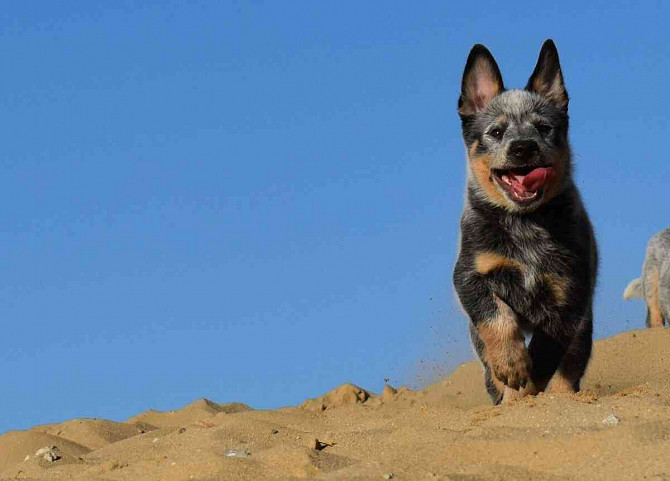 Australský honácký pes s PP Slovensko - foto 2