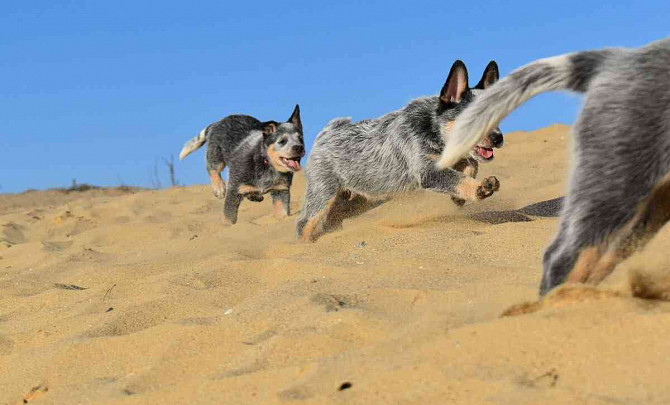 Australský honácký pes s PP Slovensko - foto 8