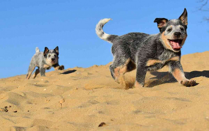 Australský honácký pes s PP Slovensko - foto 5