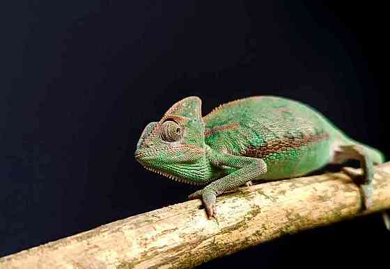 Chameleon Jemenský Пардубице