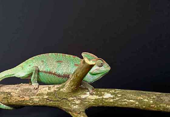 Chameleon Jemenský Пардубице