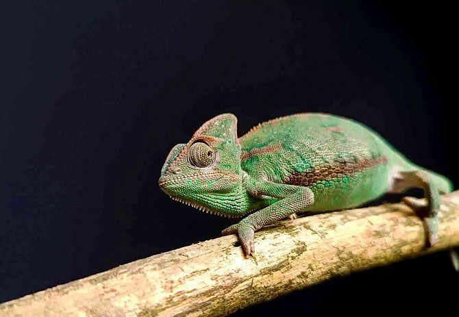 Chameleon Jemenský Pardubice - foto 1