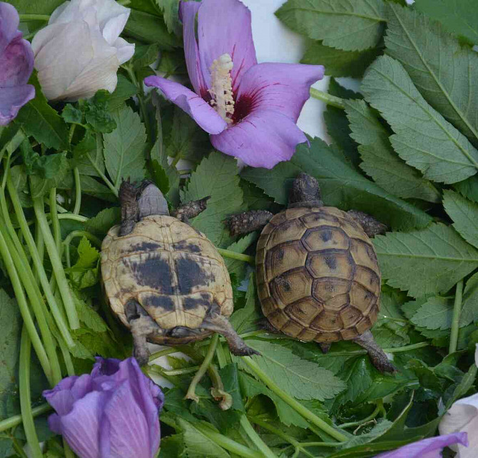 Landschildkröten, Lieferung in die Tschechische Republik, Terrarium Ostrau - Foto 6