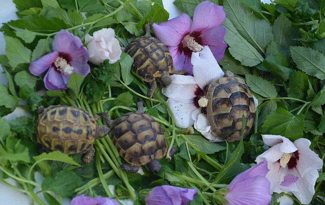 Сухопутные черепахи, доставка по Чехии, террариум. Острава - изображение 3