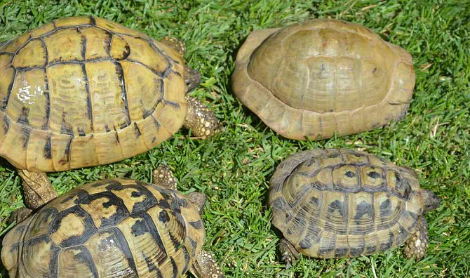 Сухопутные черепахи, доставка по Чехии, террариум. Острава - изображение 8