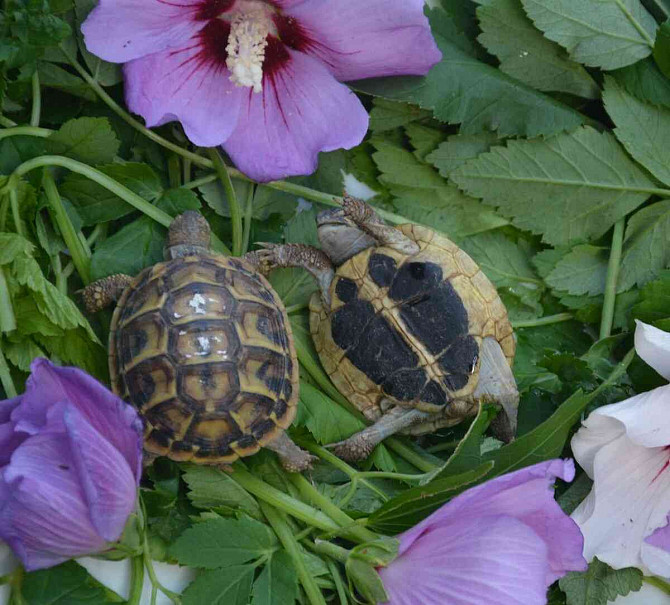 Landschildkröten, Lieferung in die Tschechische Republik, Terrarium Ostrau - Foto 5